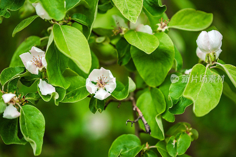 榅桲树枝上开满了花