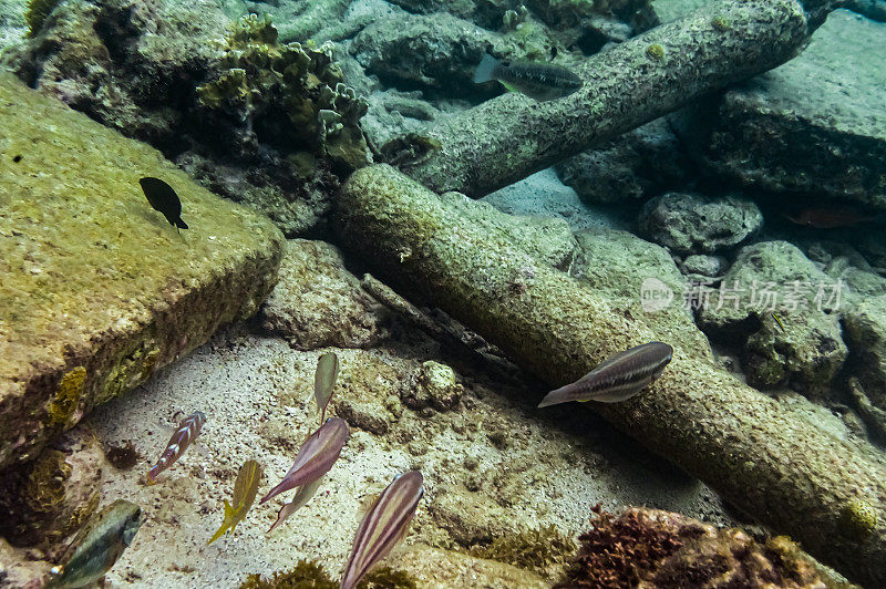 充满活力的水下珊瑚和海洋生物在海洋，加勒比海咸水海底的海洋生物