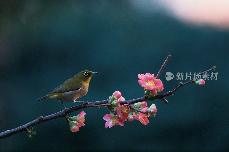 日本白眼栖息在盛开的日本温柏枝上，