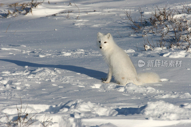 北极狐坐在哈德逊湾附近的雪地上