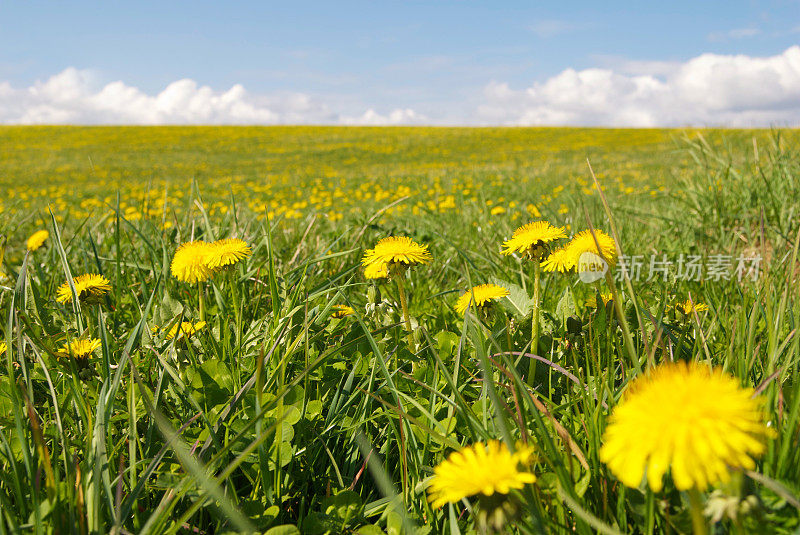 瑞典春天的草地上长着一望无际的蒲公英