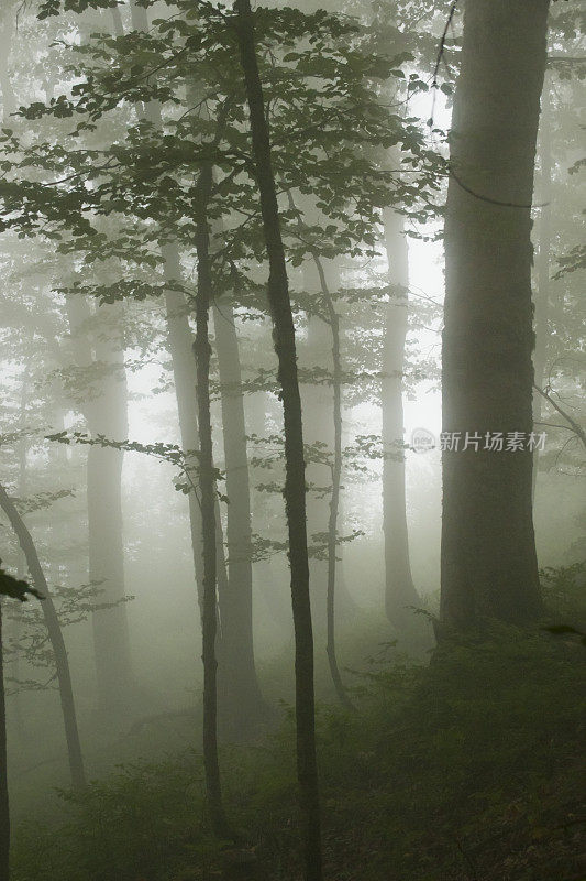 山坡上的树林里有雾