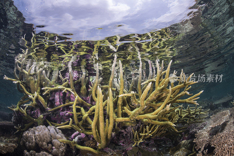 浅海的珊瑚