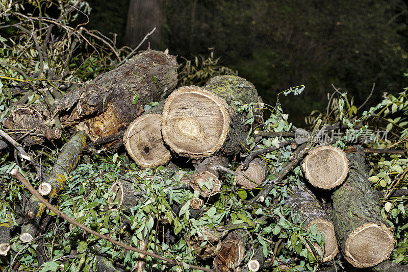 一堆砍下的树枝和树干。修剪树