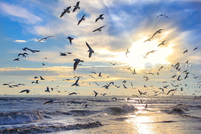 鸟儿在阳光下，映衬着天空和大海