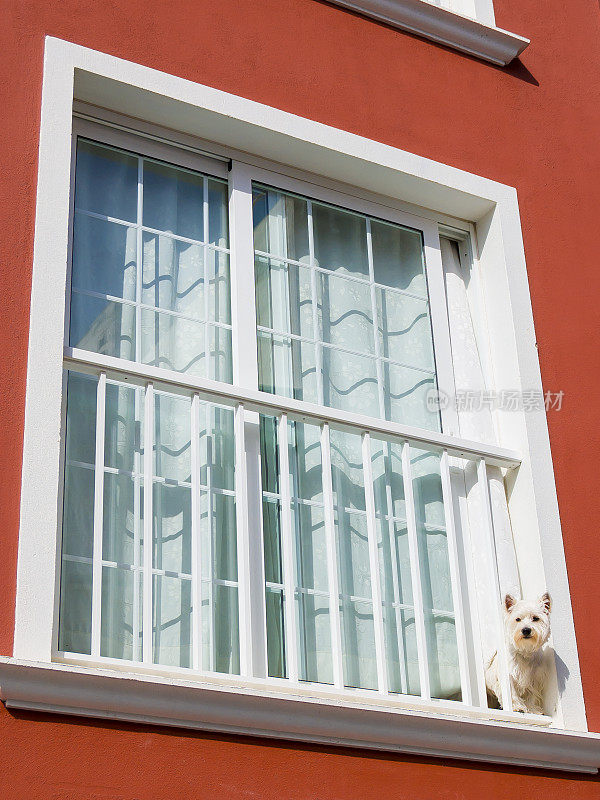 窗户里的狗