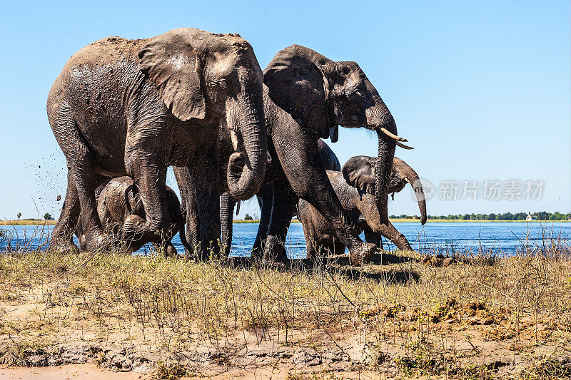 有两只小象的大象家族