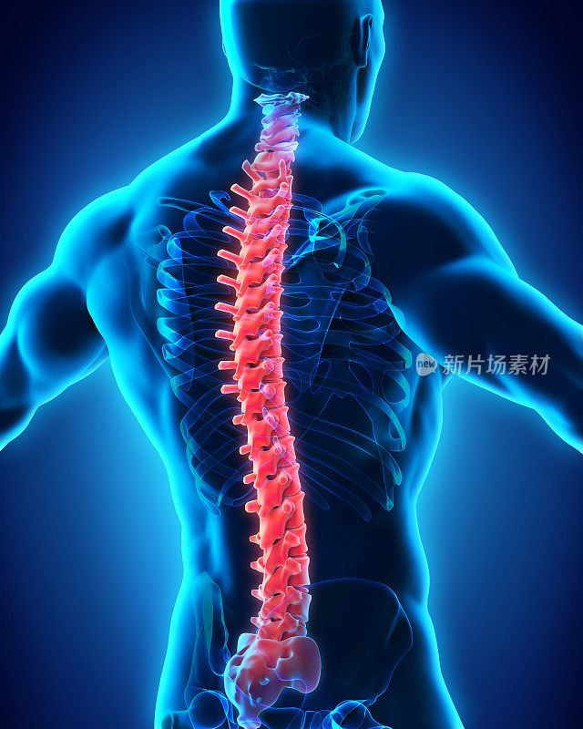 人体脊柱解剖表征
