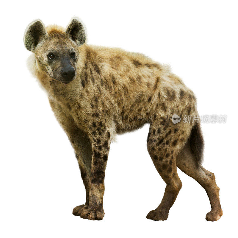 斑点鬣狗