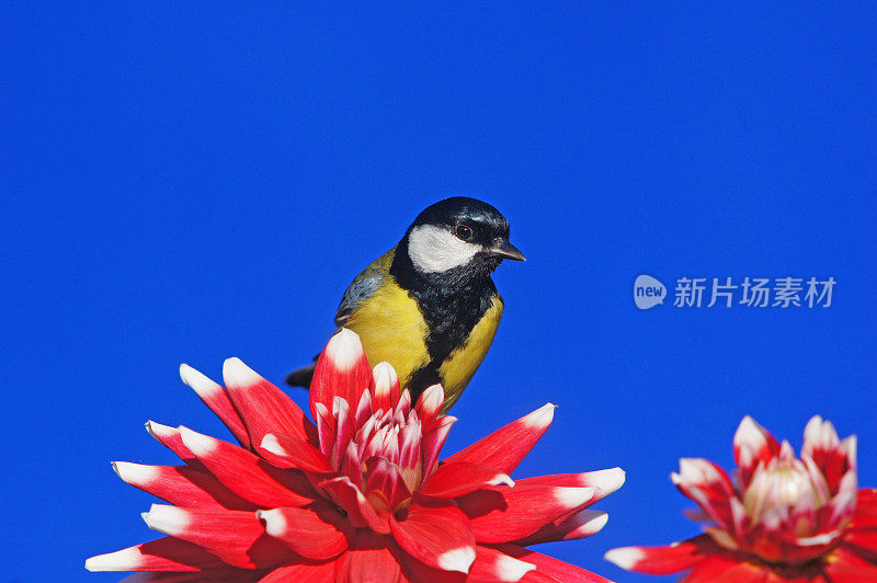 大丽花上的大山雀