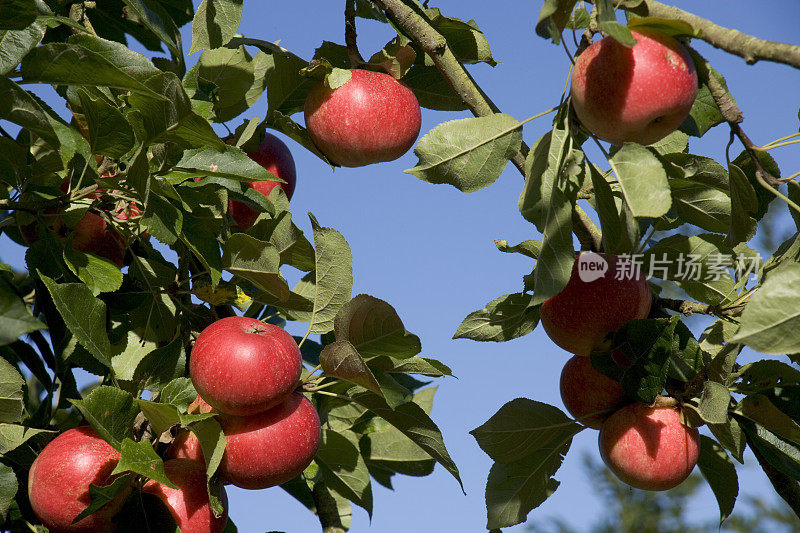 红苹果在树上成熟