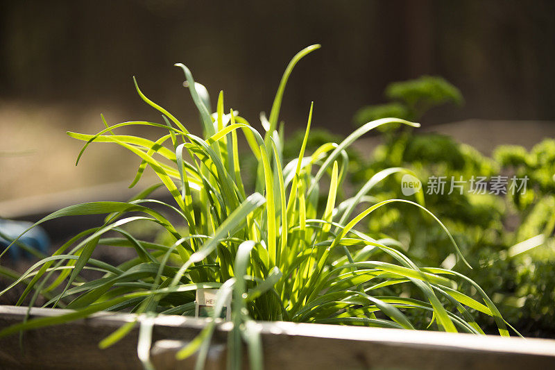 香葱生长在家庭香草花园里。蔬菜。健康的生活。