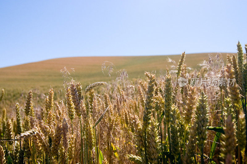 小麦与田地紧密相连