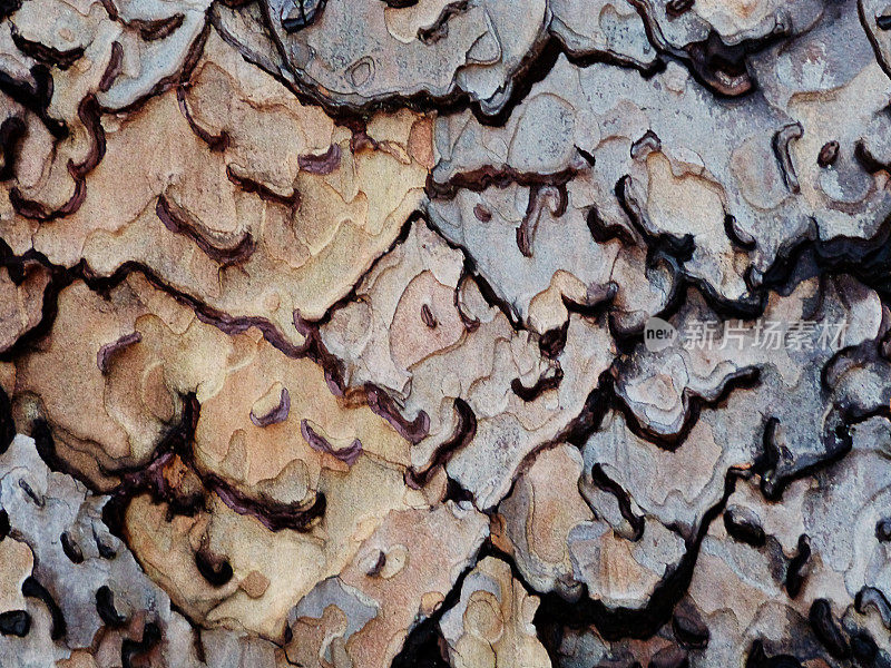 摘要木材松树树皮自然图案背景