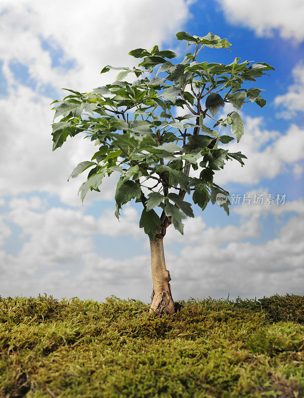 蓝天青苔盆景树