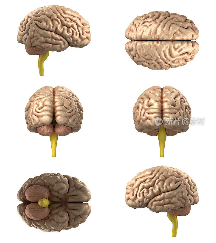 人脑（XL）