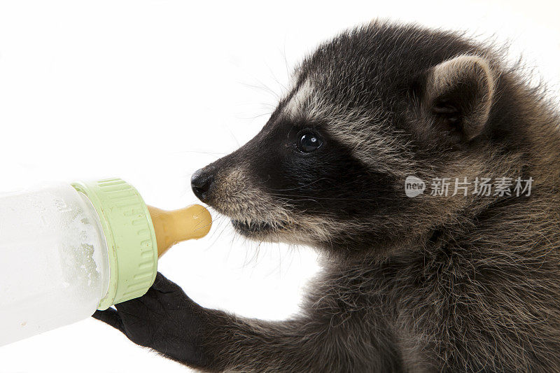 浣熊宝宝用奶瓶喂奶