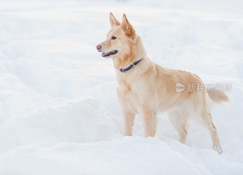 雪中的狗