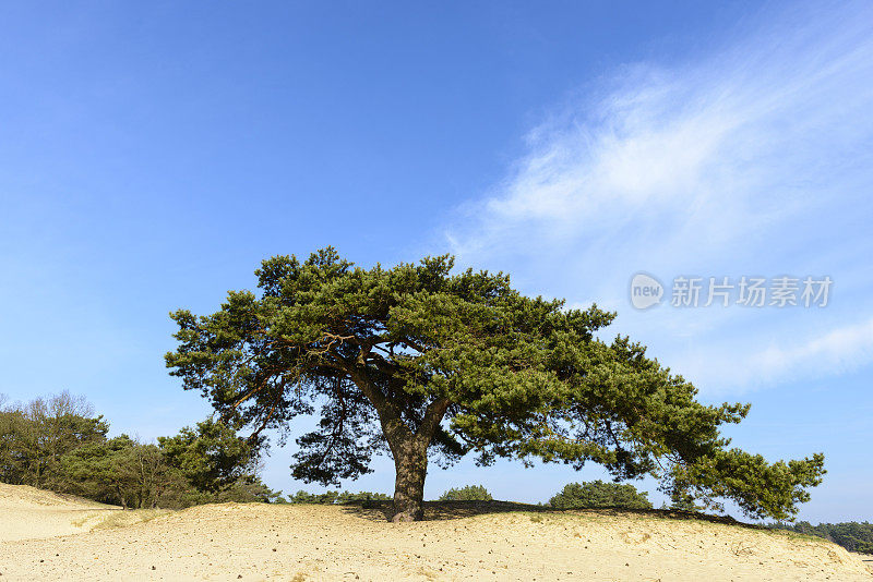 一棵自然保护区沙丘上的松树