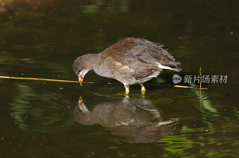 小蟋蟀在啄食