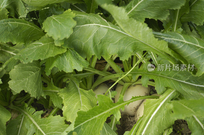 萝卜在地里生长的特写