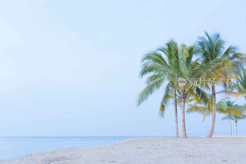 印度洋上有棕榈树的海滩