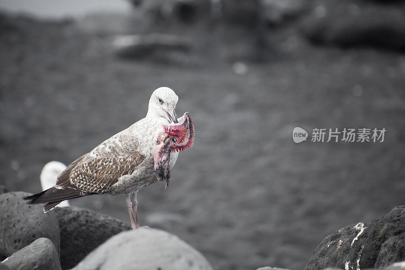 海鸥与鱼