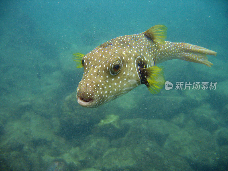 夏威夷的河豚鱼