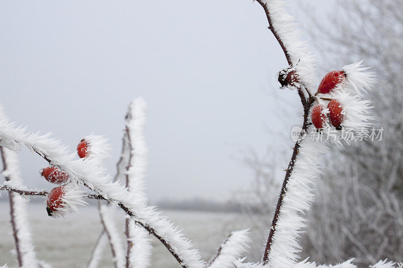 小树枝，浆果和霜冻