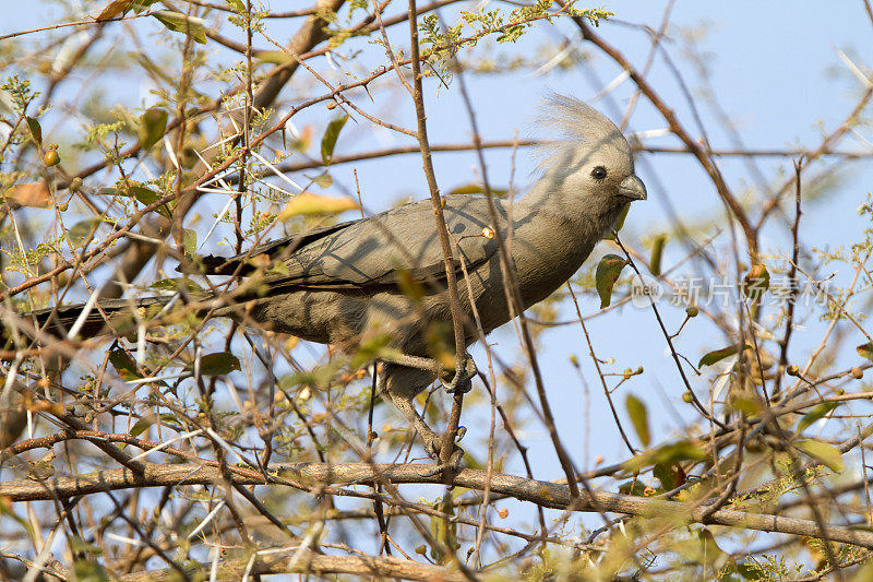 灰色走开的鸟，沃特伯格高原公园，纳米比亚