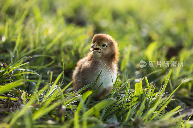 罗德岛红色小鸡