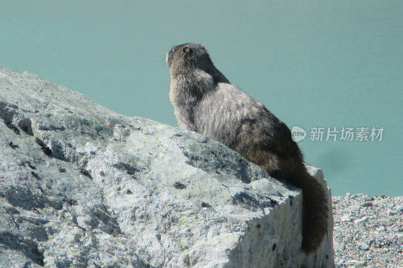 一只灰色的土拨鼠站在湖边的一块岩石上