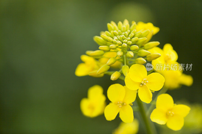 油菜花与芽接近