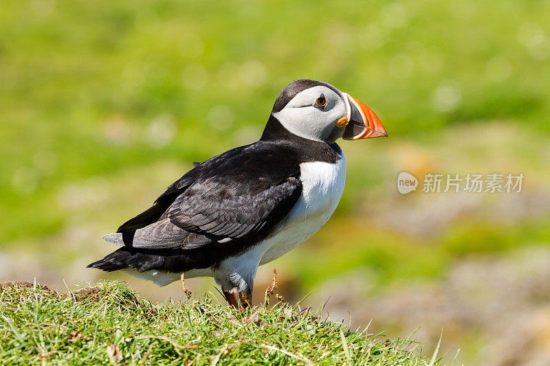 特里什岛的海雀