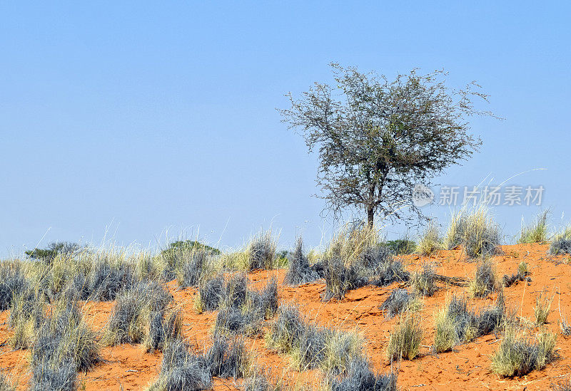 纳米比亚喀拉哈里沙漠的植被