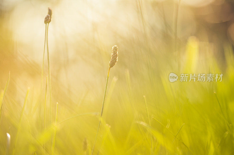 田野里的早晨