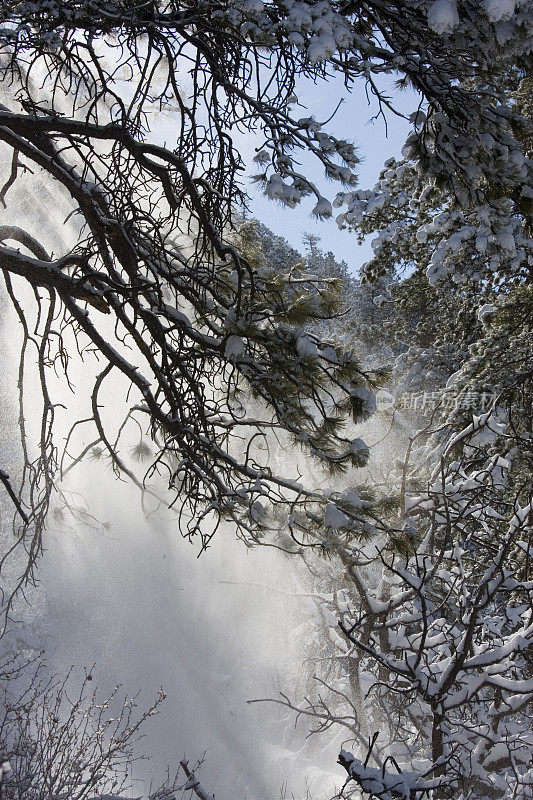 派克国家森林雪