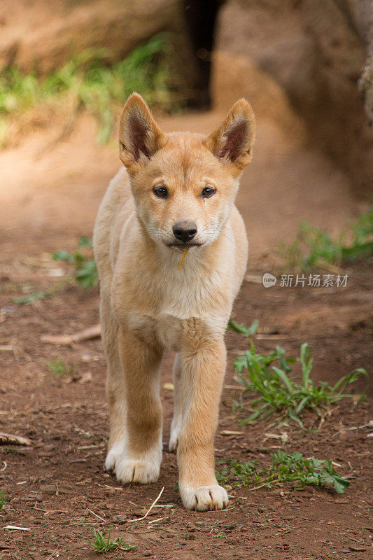 小野狗看着相机