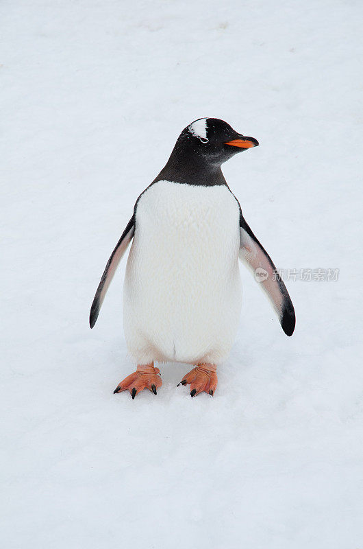 巴布亚企鹅站在南极洲的冰面上