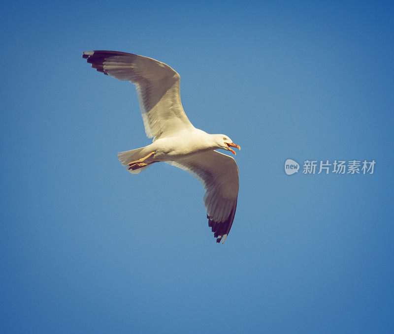 海鸥在飞翔，在尖叫