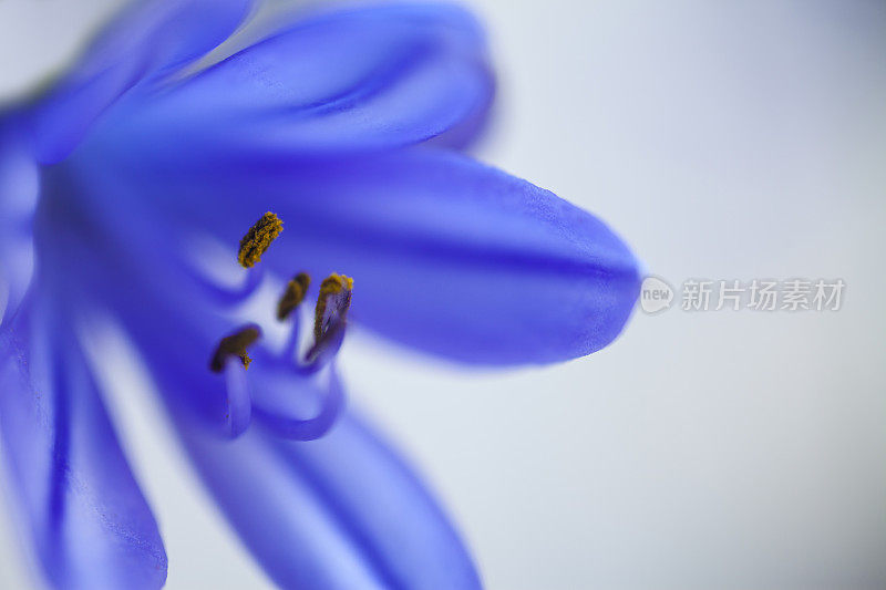 蓝花和花粉摘要