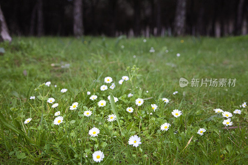 黛西草地