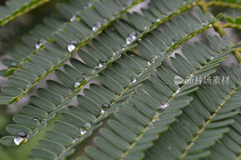 叶子上的雨滴