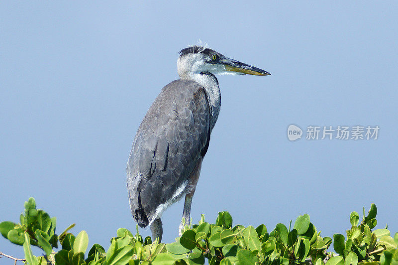 加吗?帕戈斯大蓝鹭