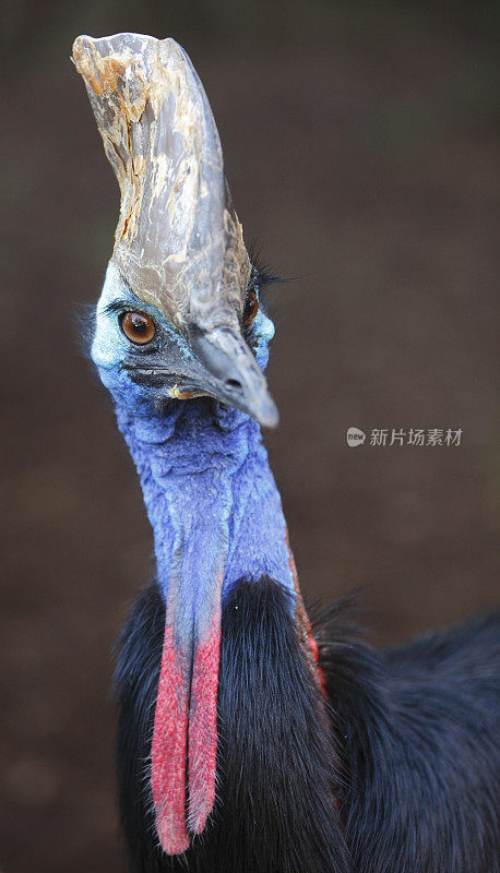 食火鸡