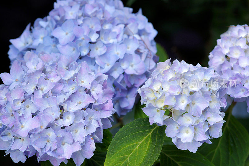 霍滕西亚花