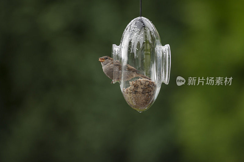 家麻雀在透明的喂食器