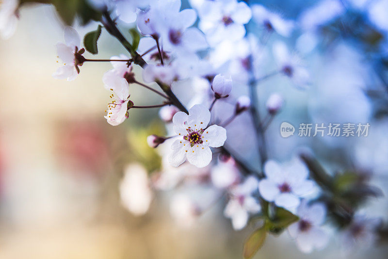 樱花樱花