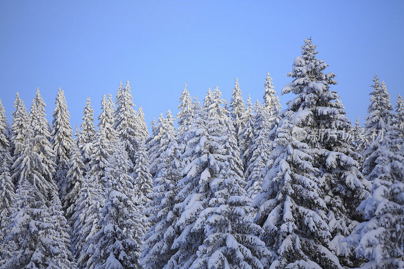 清新雪冬针叶林雪树高山景观