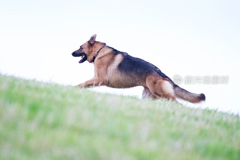 德国牧羊犬动作射击